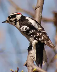 The Downy Woodpecker is a short-beaked black and white striped bird with a bright red spot on the back of its head
